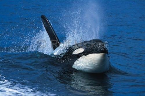 Photo: 
High Speed Surfing Orca Whale