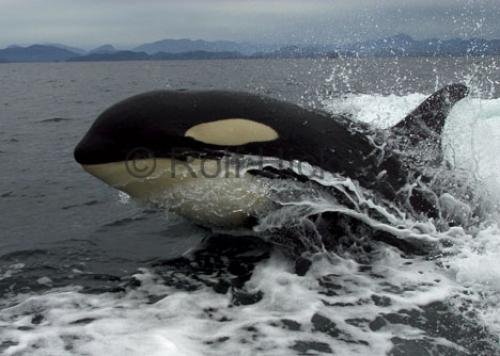 Photo: 
Whale Watching Tours Close Orca Encounter