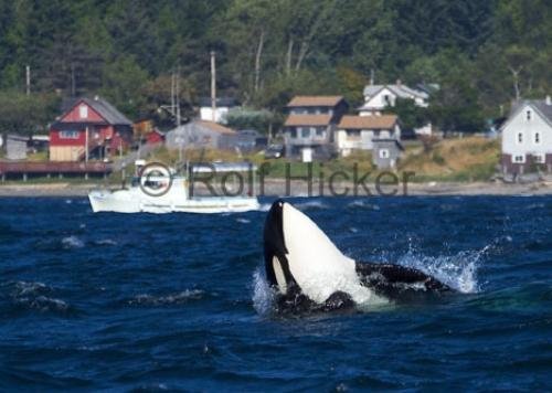 Photo: 
killer whale sointula