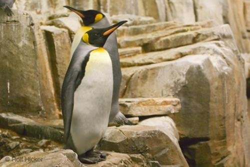 Photo: 
King Penguin
