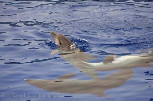 Photo: 
L Oceanografic Dolphins