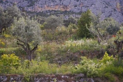 Photo: 
Landscape Terraced Walls Provence