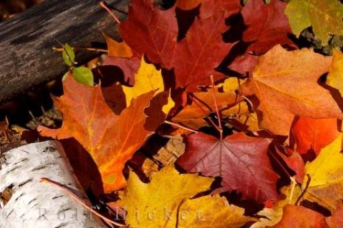 Photo: 
Fall Leaf Litter Algonquin Provincial Park Forest