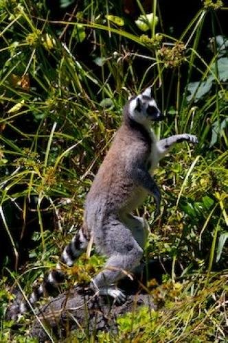 Photo: 
Picture Of A Lemur Catta
