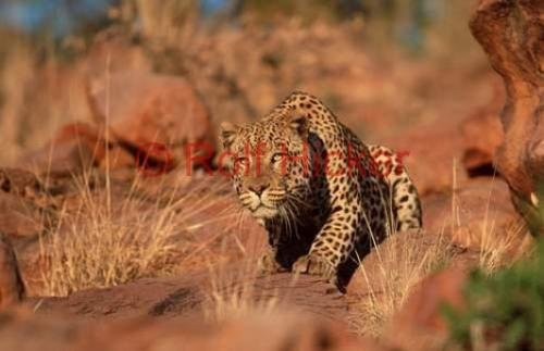 Photo: 
Leopard Pictures