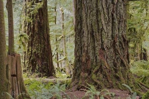 Photo: 
MacMillan Provincial Park Forest Vancouver Island