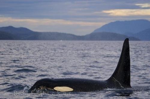 Photo: 
Male Killer Whale Vancouver Island