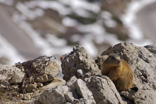 Photo: 
Marmot Dolomite Range Italy