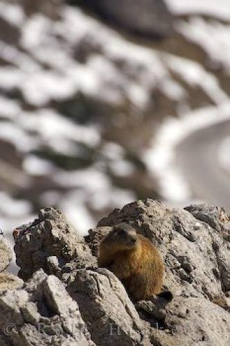 Photo: 
Marmot Picture Italy