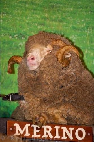 Photo: 
Merino Sheep Show Rotorua New Zealand