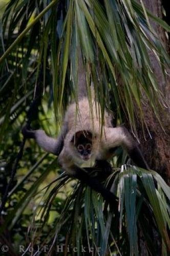 Photo: 
Spider Monkey Picture