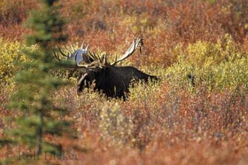Photo: 
Moose Bull Fall Alaska
