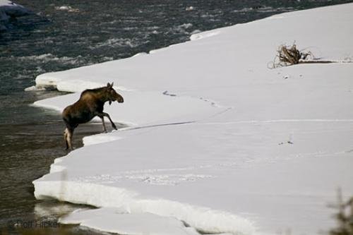 Photo: 
moose river