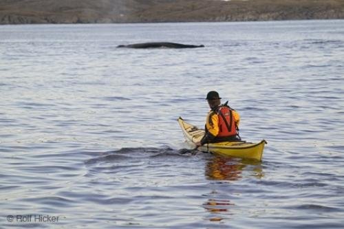 Photo: 
kayaking with whales Newfoundland Coast