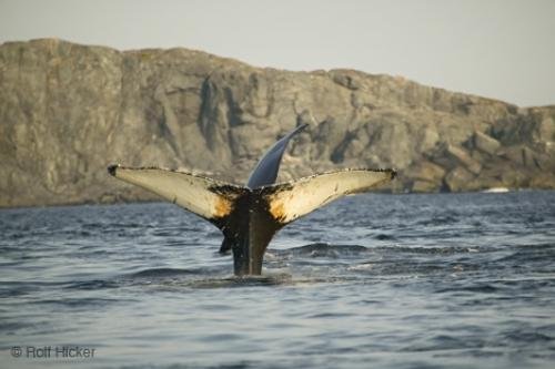 Photo: 
Newfoundland Whale Watching Strait of Belle Isle