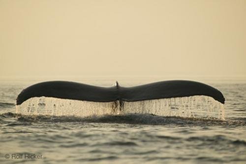 Photo: 
whale watching newfoundland