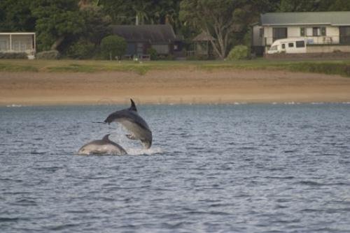 Photo: 
Bottlenose Dolphins Jumping Close To Shore