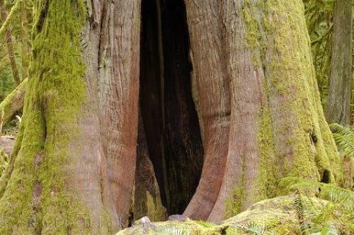 Photo: 
Vancouver Island Old Growth Forest Tree