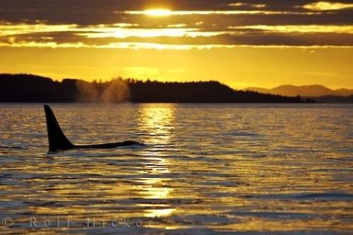 Photo: 
Orca Sunset British Columbia