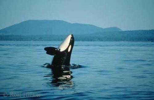 Photo: 
Breaching Southern Resident Orca Whale
