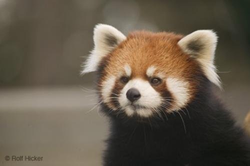 Photo: 
Red Pandas