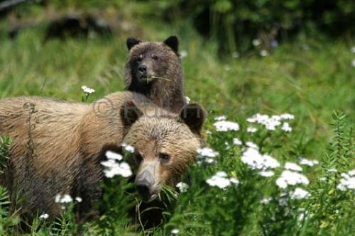 Photo: 
Pictures Of Bears