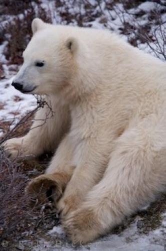 Photo: 
Polar Bear Baby Resting Churchill Manitoba