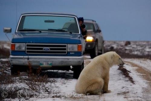 Photo: 
Polar Bear Barricade Hudson Bay Churchill
