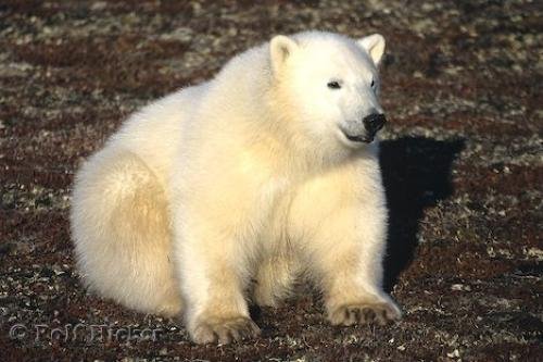 Photo: 
Polar Bear Cub
