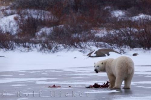 Photo: 
Ringed Seals Polar Bear Food