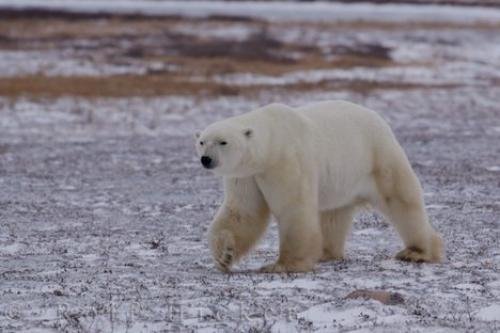 Photo: 
Polar Bear Habitat Tundra Hudson Bay Manitoba