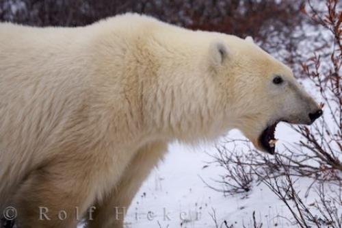 Photo: 
Polar Bear Yawn Churchill Manitoba