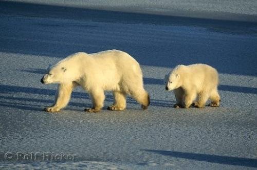 Photo: 
Polar Bears Habitat