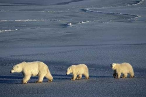 Photo: 
Polar Bear Cubs