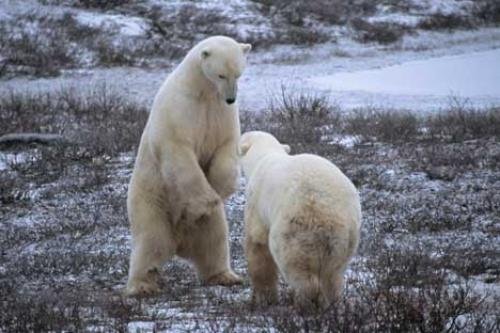 Photo: 
Fighting Wrestling Polar Bear Pics