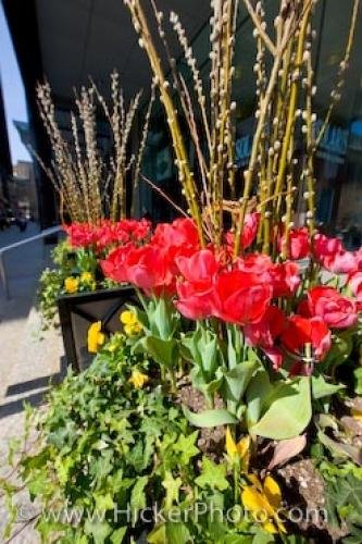 Photo: 
Potted Tulips Downtown Toronto Ontario Canada