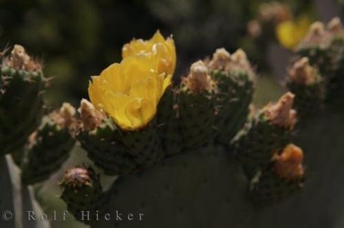 Photo: 
Prickly Pear Cactus Spain