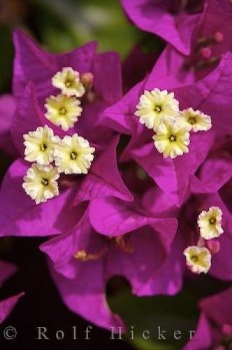 Photo: 
Purple Plant