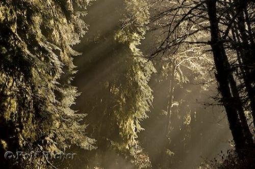 Photo: 
Temperate rainforest biome Pacific Northwest