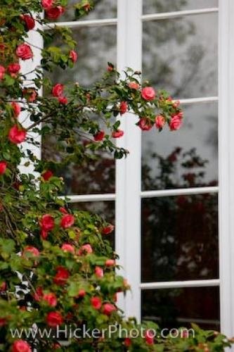 Photo: 
Red Window Flowers Lucca Villa Tuscany Italy