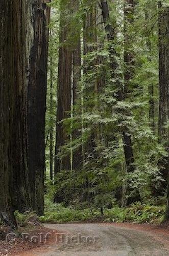 Photo: 
Big Trees Redwood National Park California