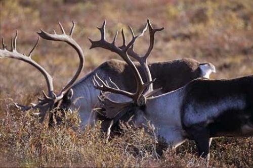 Photo: 
reindeer