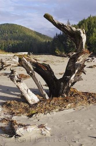 Photo: 
San Josef Bay Beach Drift Wood
