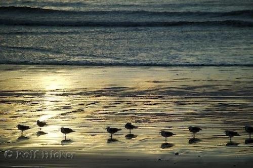 Photo: 
Sea Gull Sunset