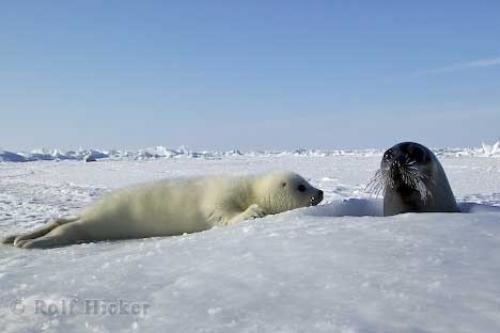 Photo: 
Seals Animal
