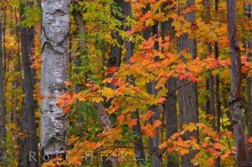 Photo: 
Shades Of Autumn Algonquin Provincial Park Canada