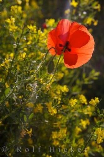 Photo: 
Single Poppy Flower Alpes De Haute Village