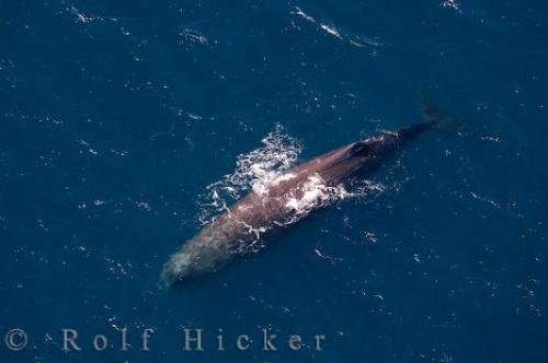 Photo: 
Aerial View Sperm Whale South Island Coast New Zealand