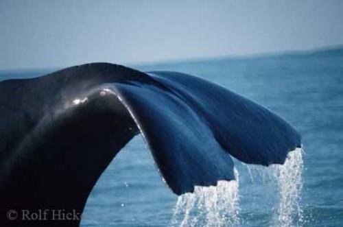 Photo: 
Sperm Whale