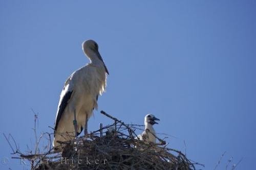Photo: 
Stork Picture Parc Naturel Regional De Camargue Provence France